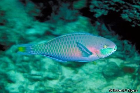 Scarus quoyi Scarus quoyi Greenblotched Parrotfish Quoy39s Parrotfish