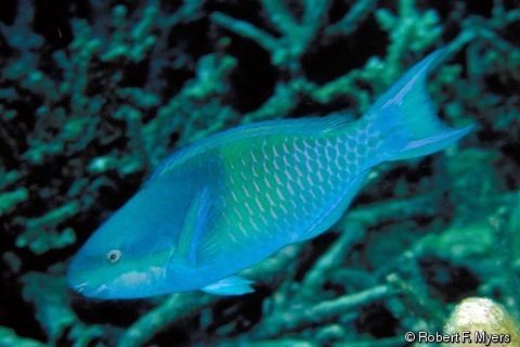 Scarus scaber Scarus scaber Duskycapped Parrotfish Fivesaddle Parrotfish