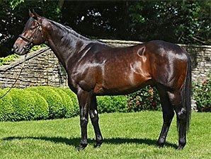 Scat Daddy Top Sire Scat Daddy Dies at Age 11 BloodHorsecom