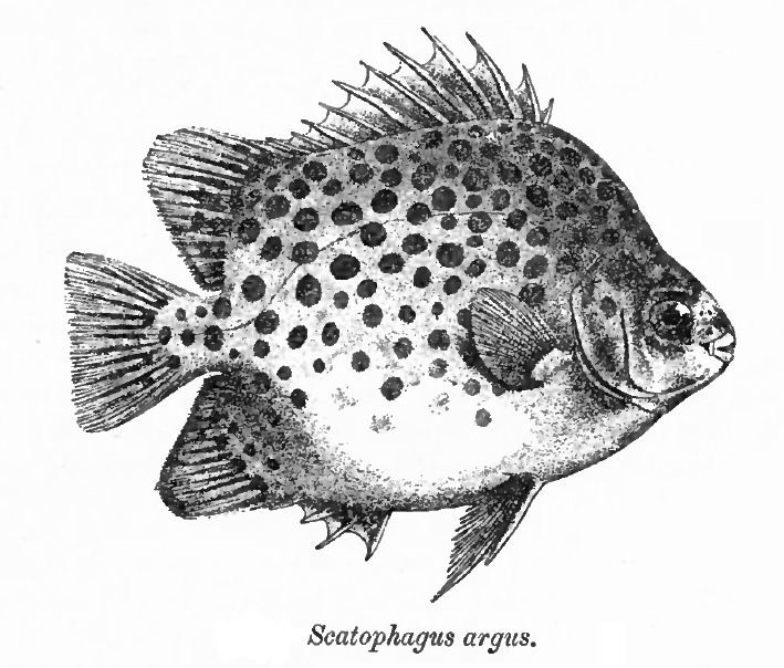 Scatophagus httpsuploadwikimediaorgwikipediacommons22