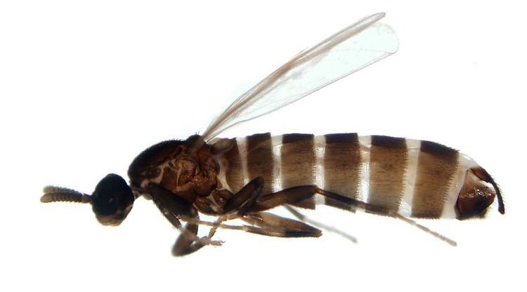 Scatopsidae Dipterainfo Discussion Forum Scatopsidae whihc genus