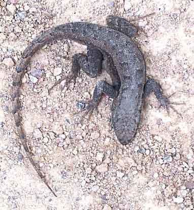 Sceloporus grammicus Lizard SCELOPORUS GRAMMICUS