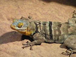 Sceloporus serrifer httpsuploadwikimediaorgwikipediacommonsthu