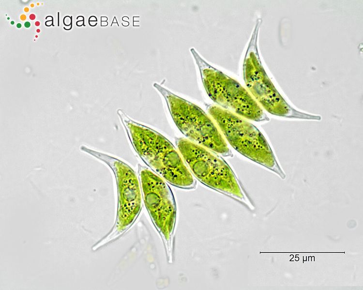 Scenedesmus, a green algae
