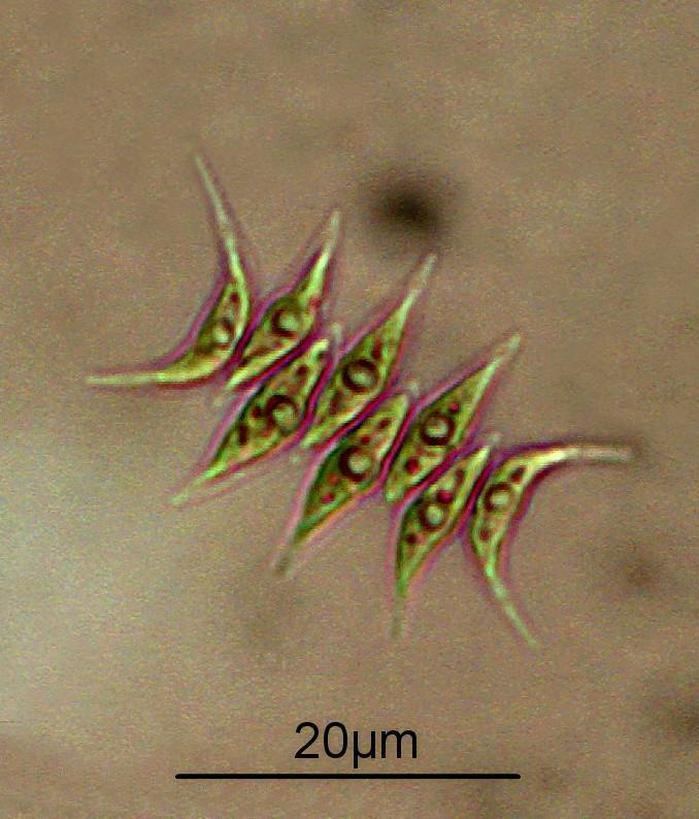 Scenedesmus acuminatus Scenedesmus acuminatus Lagerh Chodat Nordic Microalgae