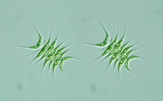 Scenedesmus acuminatus Protist Images Scenedesmus acuminatus