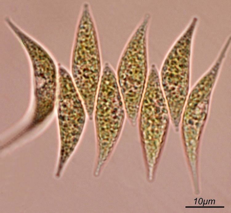 Scenedesmus acuminatus Scenedesmus acuminatus Lagerh Chodat Nordic Microalgae