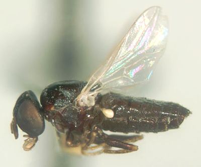 Scenopinidae Scenopinid genera