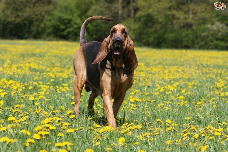 Scent hound Keeping scenthounds happy Pets4Homes
