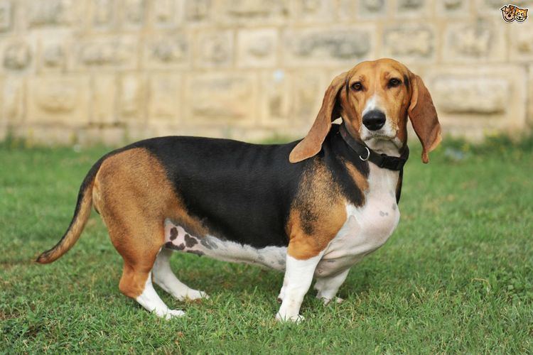 Scent hound An introduction to some popular scent hound breeds Pets4Homes