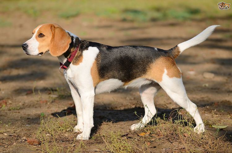Scent hound An introduction to some popular scent hound breeds Pets4Homes