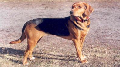 Scent hound Dog Species Scent Hounds
