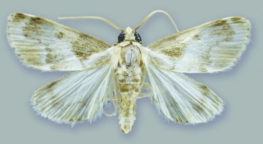 Schacontia chanesalis