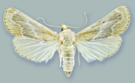 Schacontia ysticalis