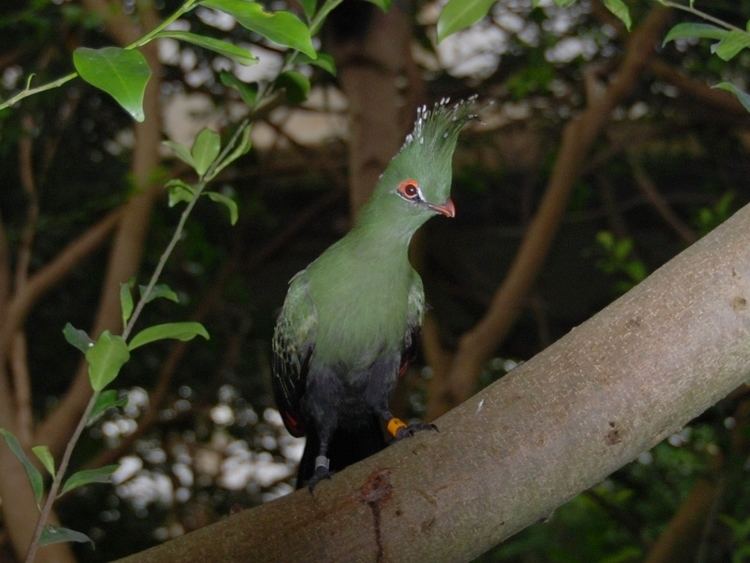 Schalow's turaco The Online Zoo Schalow39s Turaco