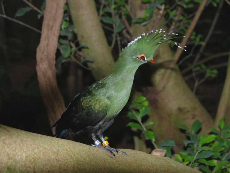 Schalow's turaco The Online Zoo Schalow39s Turaco