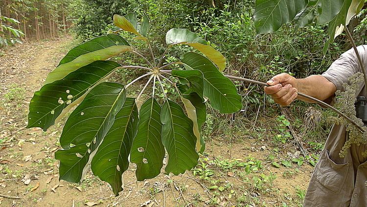 Schefflera morototoni Schefflera morototoni Images Useful Tropical Plants
