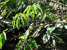 Schefflera roxburghii httpsuploadwikimediaorgwikipediacommonsthu