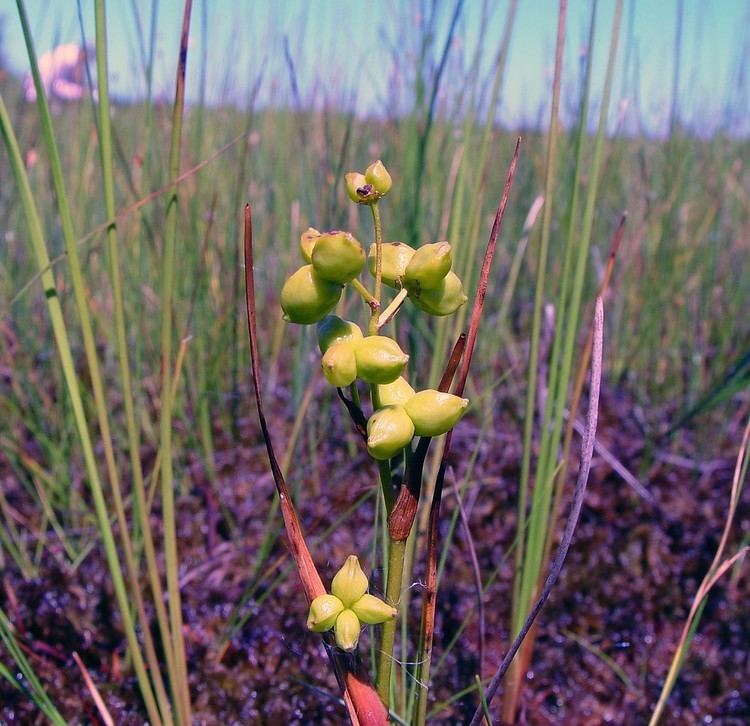 Scheuchzeria Scheuchzeria palustris podgrass Go Botany