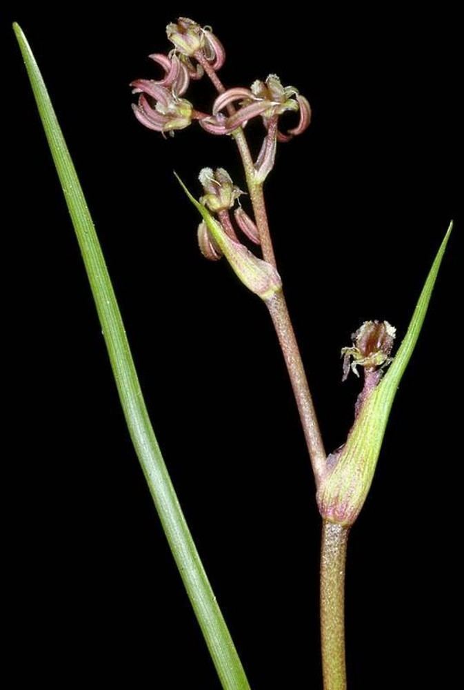 Scheuchzeria Scheuchzeria palustris podgrass Go Botany