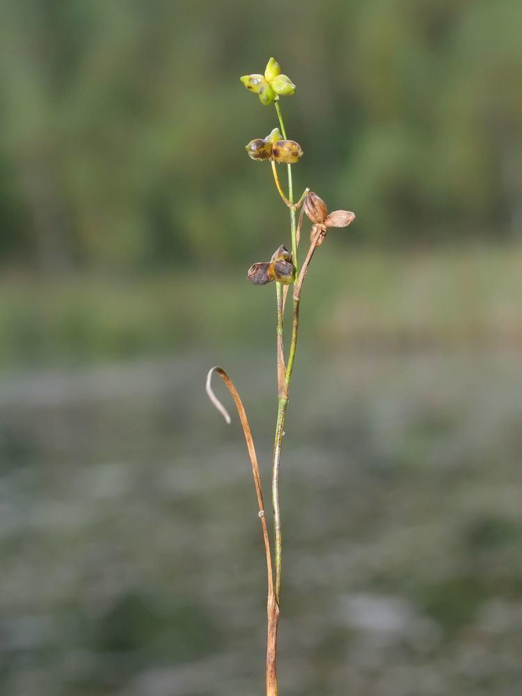 Scheuchzeria FileScheuchzeria palustris korsebyjpeg Wikimedia Commons