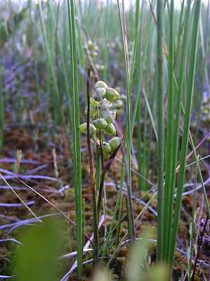 Scheuchzeria Online Virtual Flora of Wisconsin Scheuchzeria palustris