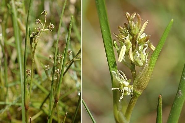 Scheuchzeria Scheuchzeria palustris agrandissement