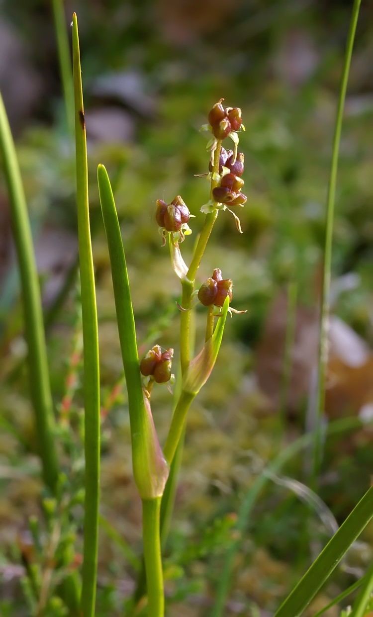 Scheuchzeria Scheuchzeria palustris L Checklist View