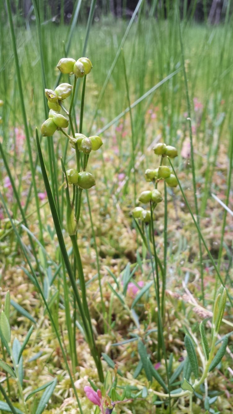 Scheuchzeria FileScheuchzeria palustris sl2jpg Wikimedia Commons