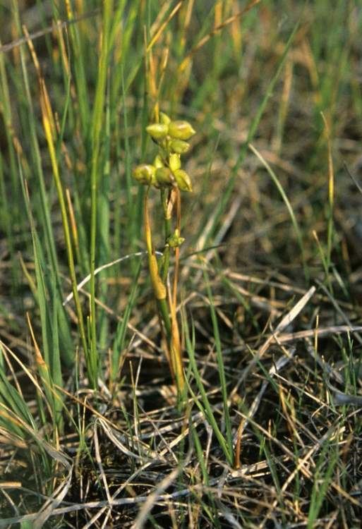 Scheuchzeria Rannochrush 45642 English common name Scheuchzeria palustris