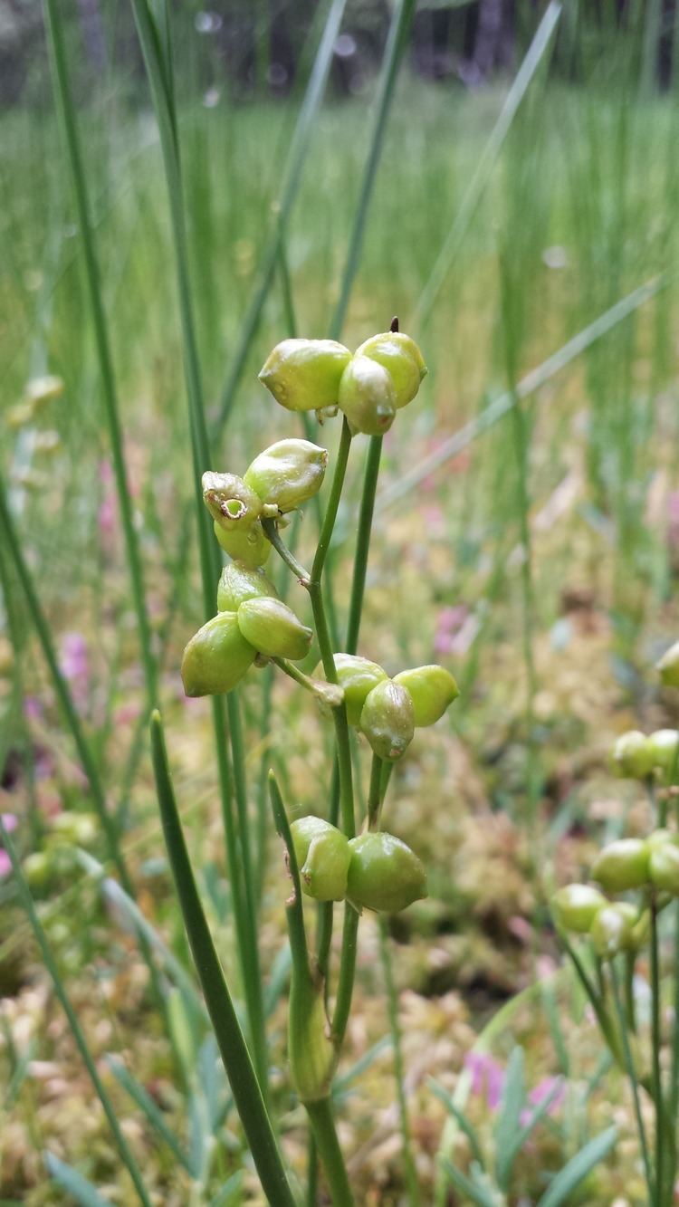 Scheuchzeria FileScheuchzeria palustris sl3jpg Wikimedia Commons