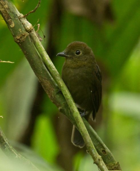 Schiffornis Sapayoa Ecuador Bird Photos Photo Keywords THRUSHLIKE SCHIFFORNIS
