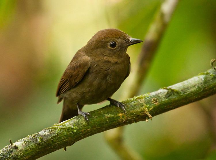 Schiffornis Sapayoa Ecuador Bird Photos Photo Keywords THRUSHLIKE SCHIFFORNIS