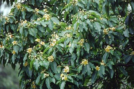 Schima wallichii Theaceae