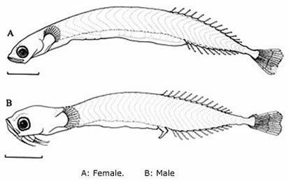 Schindleria brevipinguis SmallFish2jpg