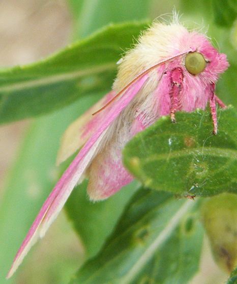 Schinia florida Pink moths Schinia florida BugGuideNet