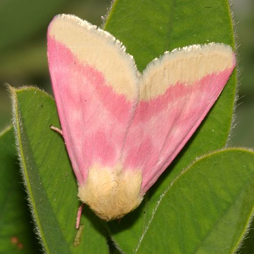 Schinia florida Primrose Moth Schinia florida BugGuideNet