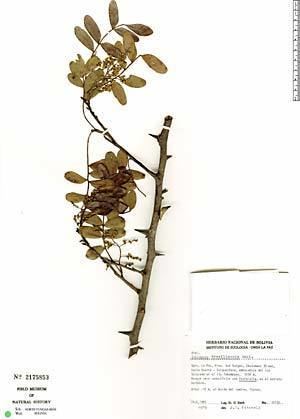 Schinopsis brasiliensis Neotropical Herbarium Specimens