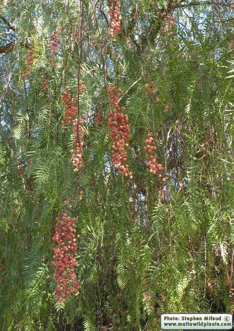 Schinus Wild Plants of Malta amp Gozo Plant Schinus molle Drooping False