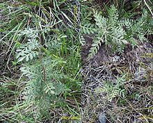 Schinus weinmanniifolia httpsuploadwikimediaorgwikipediacommonsthu