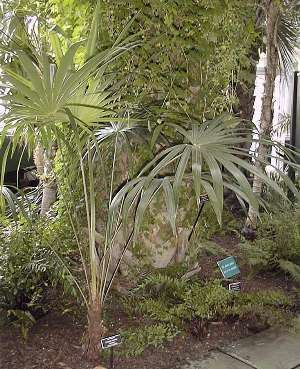 Schippia Schippia concolor Silver pimento palm