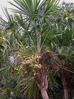 Schippia Schippia concolor Palmpedia Palm Grower39s Guide