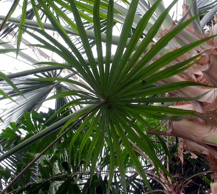 Schippia Schippia concolor Arecaceae image 10400 at PlantSystematicsorg