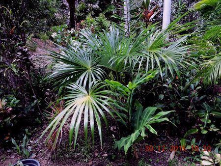 Schippia Schippia concolor Palmpedia Palm Grower39s Guide