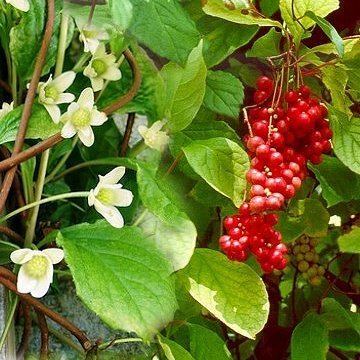 Schisandra chinensis Link of the Month