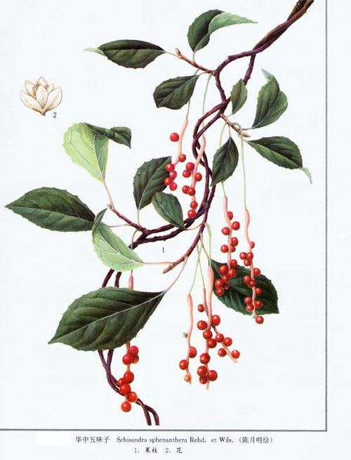 Schisandra chinensis Professional supplier for Schisandra chinensis Extract Nutra Green