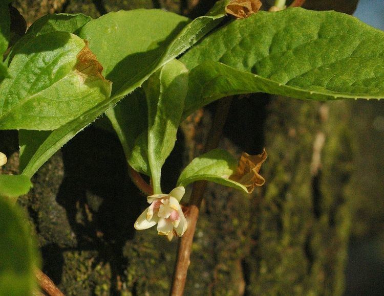 Schisandraceae
