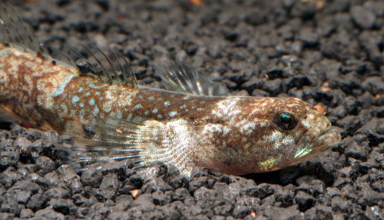 Schismatogobius 1000 images about Freshwater Aquarium Fish on Pinterest Cichlids
