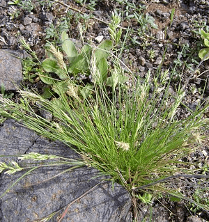 Schismus Description of Schismus barbatus Mediterranean grass