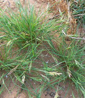 Schismus Description of Schismus barbatus Mediterranean grass